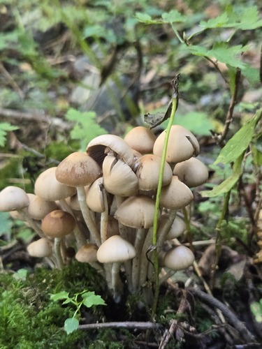 Psathyrella multissima