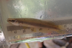 Broadstripe Topminnow photo 2