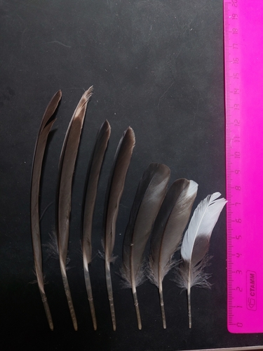 Plume de Garrot à œil d'or