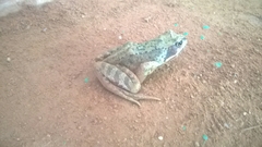 Rana temporaria