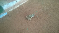 Rana temporaria