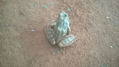 Rana temporaria