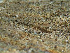 Pomatoschistus marmoratus