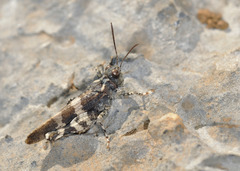 Oedipoda venusta