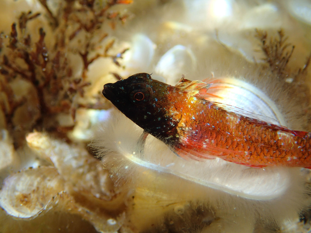 Red-black Triplefin
