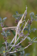 Acrida turrita
