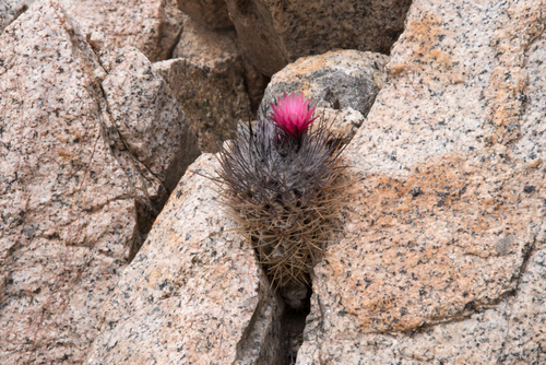 Eriosyce paucicostata ssp. floccosa