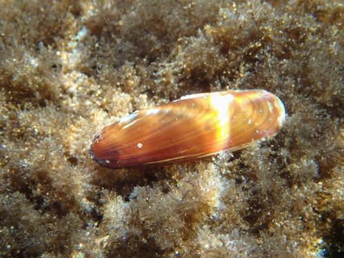 Lithophaga lithophaga