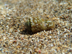 Conus ventricosus