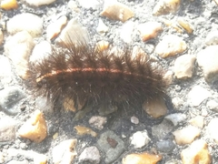 Spilosoma lubricipeda