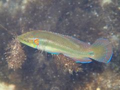 Symphodus ocellatus