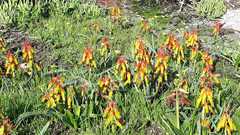 Lachenalia quadricolor