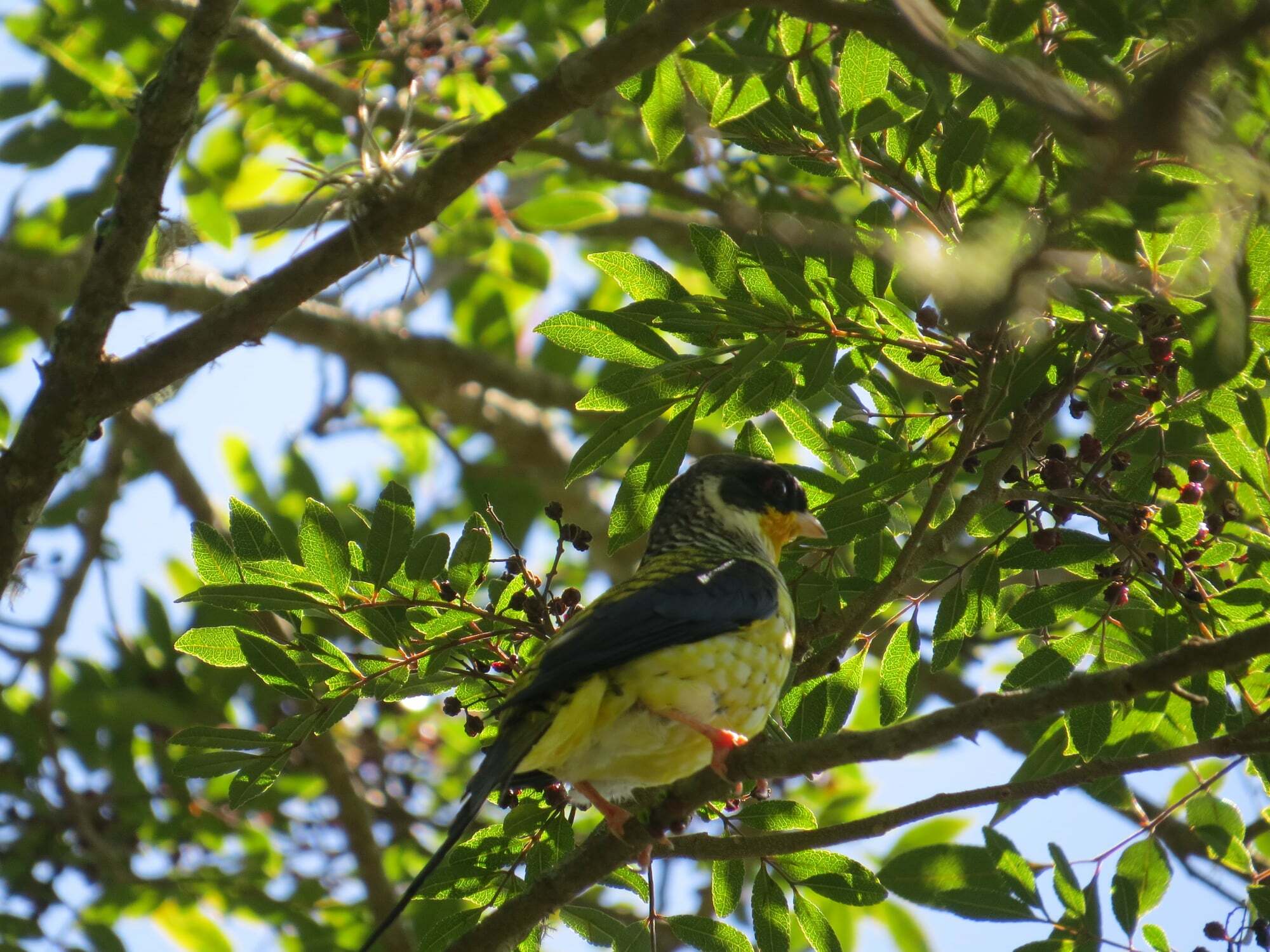 Swallow-tailed Cotinga (Phibalura flavirostris), photo 5
