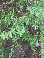 Forestiera angustifolia