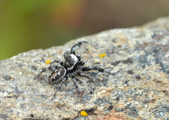 Dendryphantes nigromaculatus