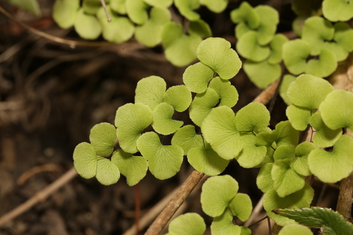 Image of Adiantum tricholepis by (c) Reid Hardin, some rights reserved (CC BY)
