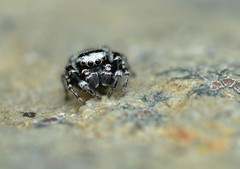 Dendryphantes nigromaculatus