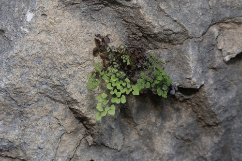 Image of Adiantum tricholepis by (c) Reid Hardin, some rights reserved (CC BY)