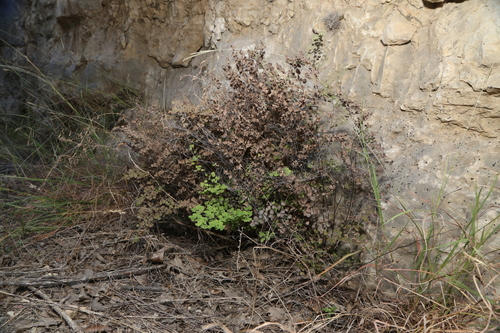 Image of Adiantum tricholepis by (c) Reid Hardin, some rights reserved (CC BY)