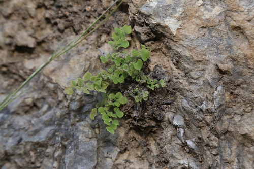 Image of Adiantum tricholepis by (c) Reid Hardin, some rights reserved (CC BY)
