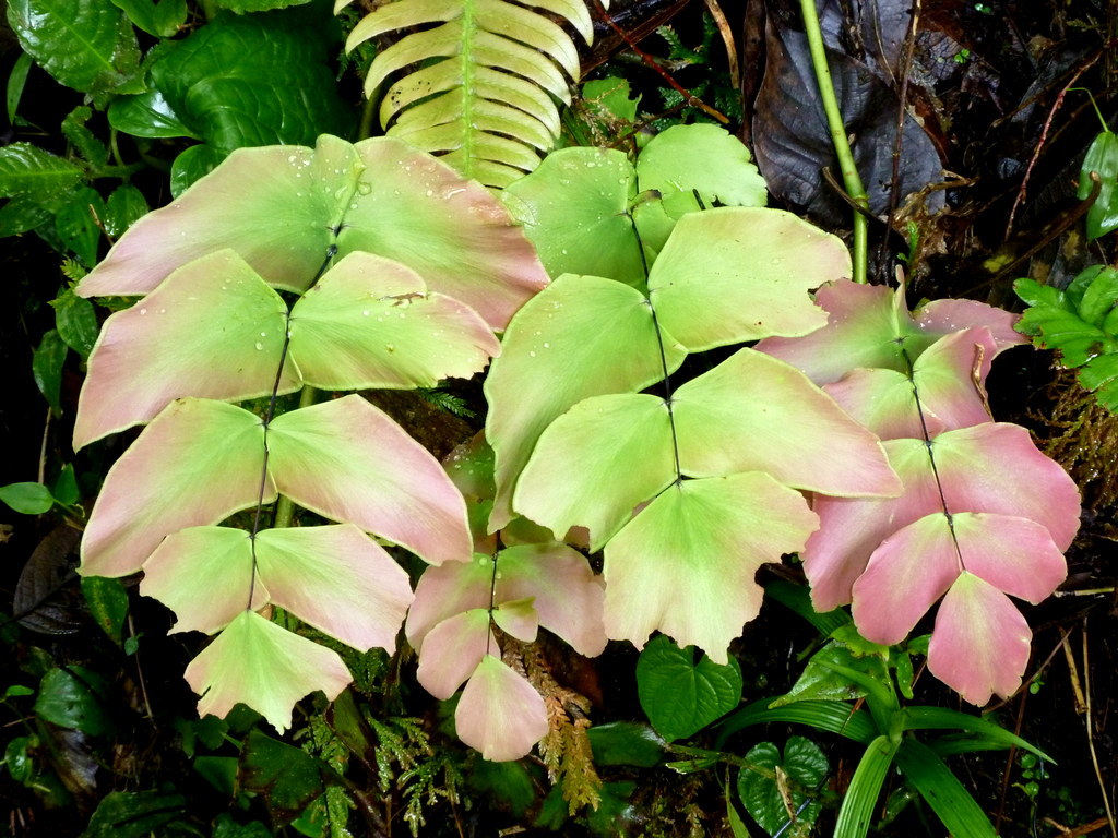 Adiantum macrophyllum