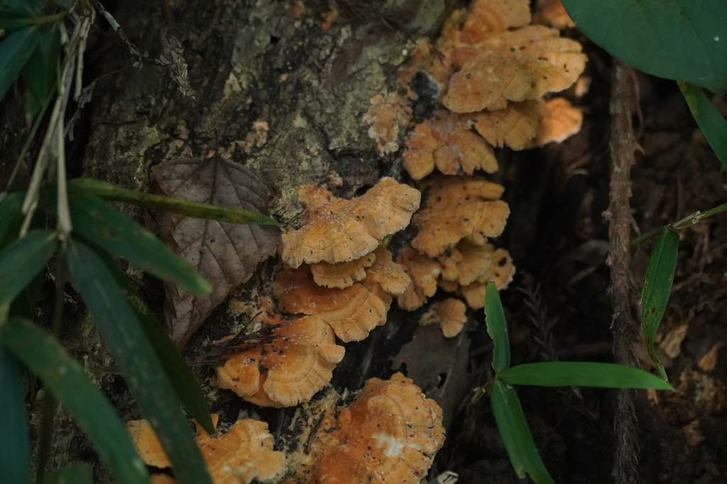 Irpex consors · October 2024 · photo: © tbc_watanabe (iNaturalist, cc-by)