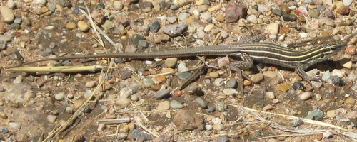 Aspidoscelis exsanguis
