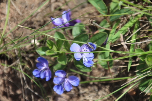 Image of Rotheca hirsuta by no rights reserved