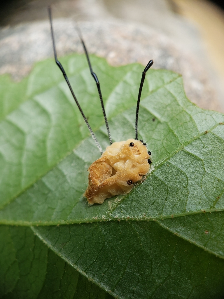 Pandora phalangicida