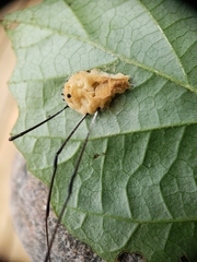 Pandora phalangicida