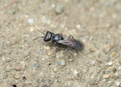 Pemphredonina