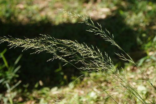 Image of Calamagrostis brachytricha by (c) WATANABE Hitoshi 渡辺仁, some rights reserved (CC BY)