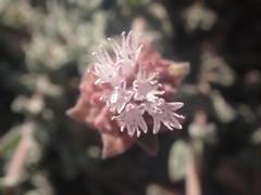 Monardella australis cinerea