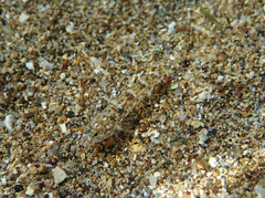 Pomatoschistus marmoratus