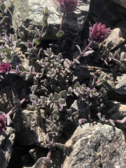 Monardella australis cinerea