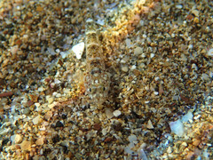 Pomatoschistus marmoratus