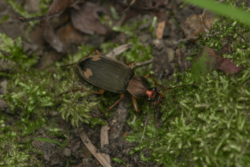 Chlaenius micans (Fabricius, 1792)