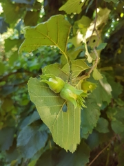 Corylus avellana