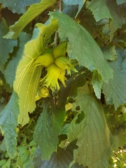 Corylus avellana