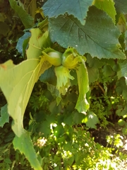 Corylus avellana