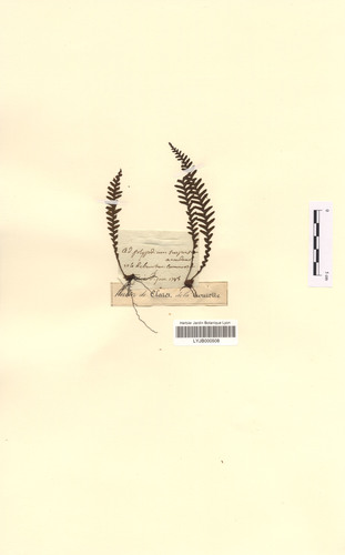 Ctenopterella