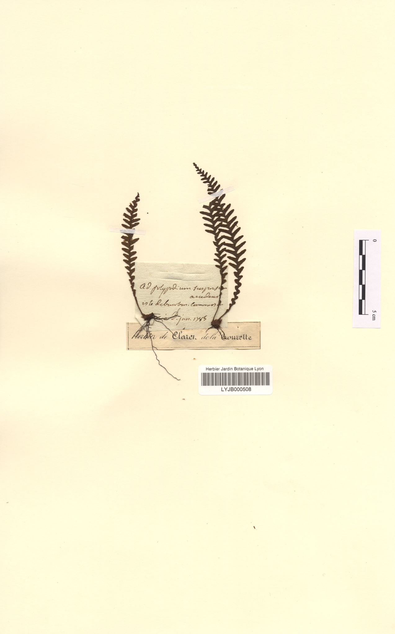 Ctenopterella