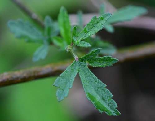 Image of Althaea cannabina by (c) milan kořínek, some rights reserved (CC BY)