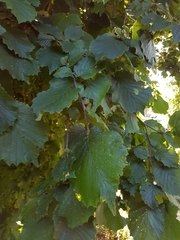 Corylus avellana