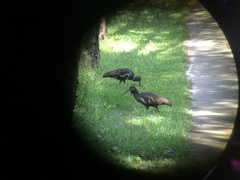 Bostrychia carunculata