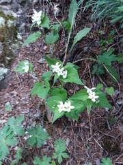 Viola canadensis scopulorum
