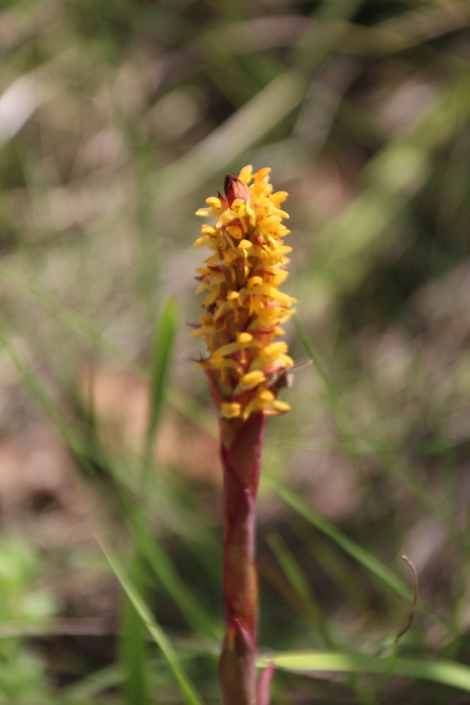 Disa woodii