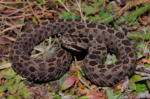 Cascabel transvolcánica (Retiles de tlaxcala) · iNaturalist