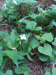 Viola canadensis scopulorum