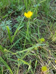 Ranunculus acris